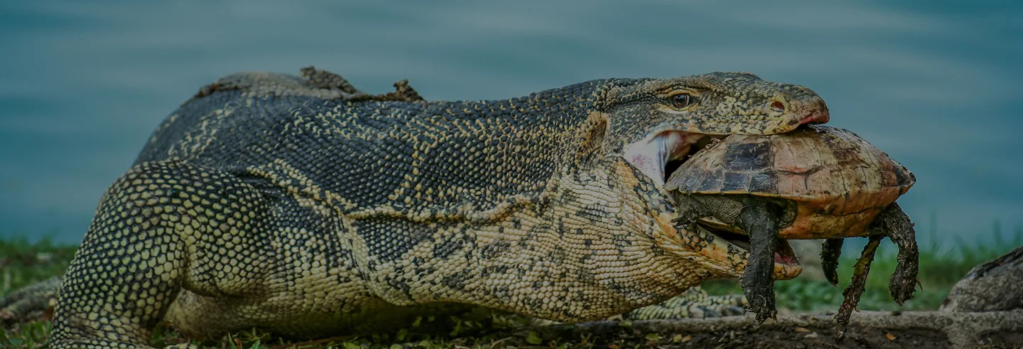 Komodo Island Diving